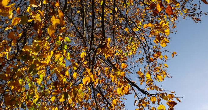 the yellowing foliage of the lime tree in the autumn season against the background of the blue sky in sunny weather, the beautiful changes in the nature of the lime trees