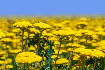 Achillea filipendulina yellow flowers grow in a field under a clear blue sky during daytime in a rural area © Fleuronica