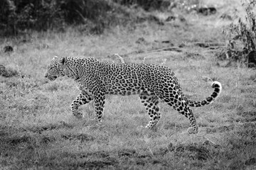 On the Prowl, Black and White © George Erwin Turner