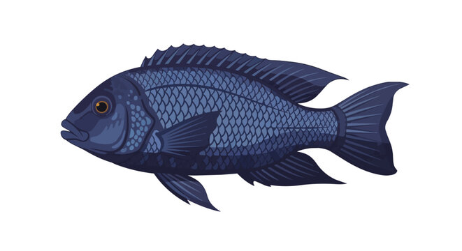 Blue African Cichlid Freshwater Fish Illustration Isolated on White Background