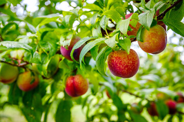 Obraz premium Fruit grows on apple tree branches in orchard during sunny day in late summer