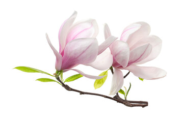 Obraz premium Beautiful blossoms of magnolia tree isolated on white