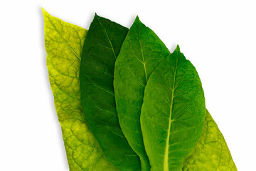 Obraz premium Different shades of green leaves showing variation in color and texture on a white background in natural light