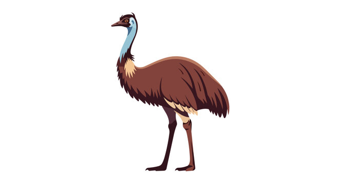 Australian emu bird illustration side view isolated on white background