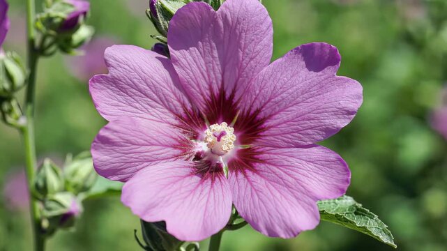 Closeup of a beautiful purple mallow flower in bloom during daytime.