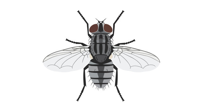 Detailed Housefly Insect Illustration Top View Isolated on White Background