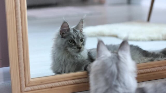 Cute grey Maine Coon cat near mirror on floor at home