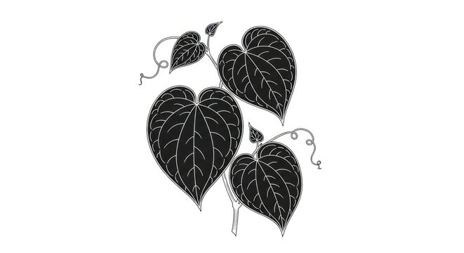 Black heart shaped leaf illustration.