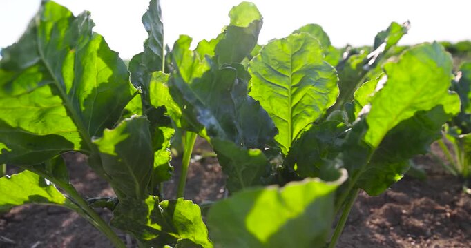 green beet grows in the field, green sugar beet with wide wavy leaves in dry soil under the warm light of sunset with clear details and organic texture.