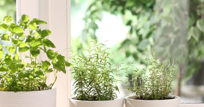Different aromatic herbs in pots and sprayer near window indoors, closeup. Camera moving right and in