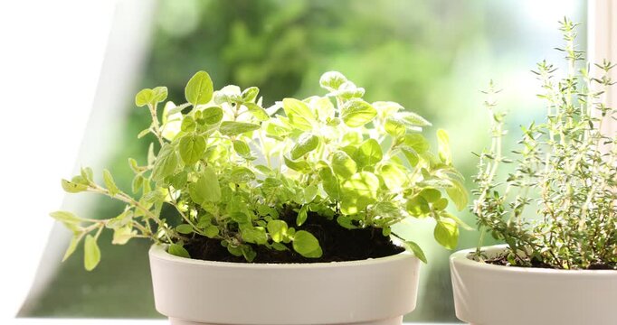 Spraying potted oregano near window indoors, closeup