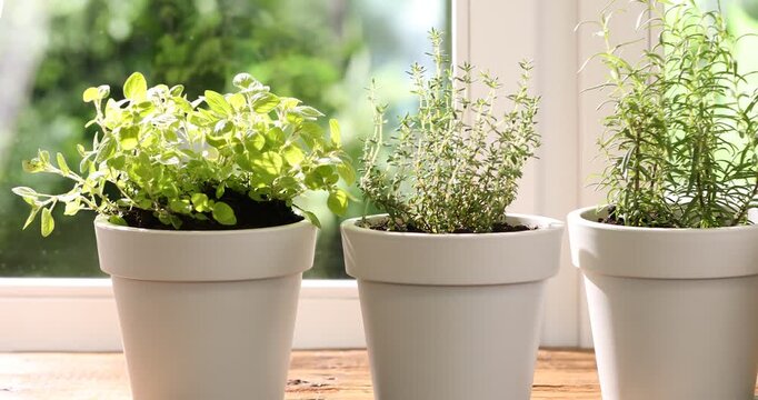 Different aromatic herbs in pots on wooden table near window indoors, camera moving in