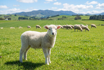 Fototapeta premium Cute white lamb standing on green grass in sunny farm pasture