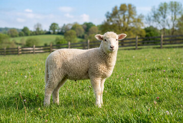 Obraz premium White lamb standing in green grass field on spring farm