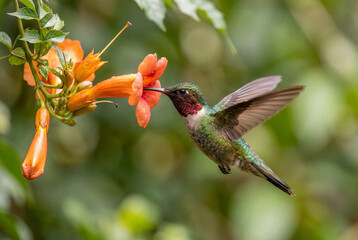 Obraz premium Delicate hummingbird hovering gracefully near a bright orange trumpet flower to drink sweet nectar