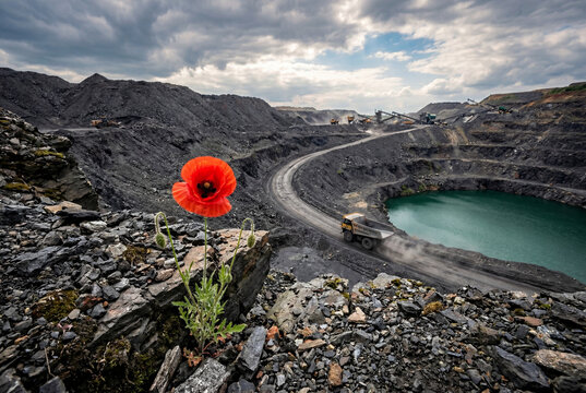 Vibrant red poppy flower blooming on a dark gravel slope inside a deep mine