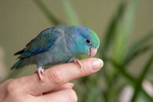 Small blue and green parrotlet perched gently on human finger