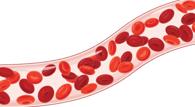 A detailed microscopic visualization features numerous red blood cells of varying shades of crimson flowing through a translucent pinkish vein on white.