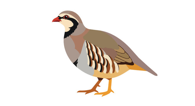 Chukar Partridge Bird Illustration Isolated on White Background