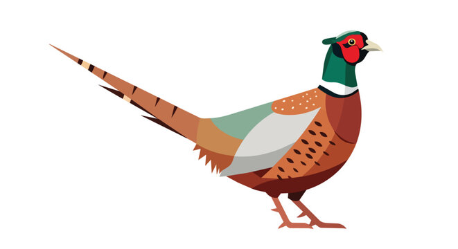 Male Common Pheasant Bird Illustration with Colorful Plumage and Long Tail Isolated on White