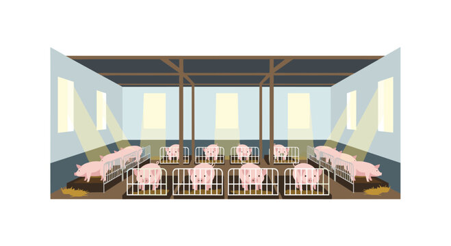 Numerous pink pigs are housed in individual metal pens inside a clean modern barn with bright light rays shining through the windows above.
