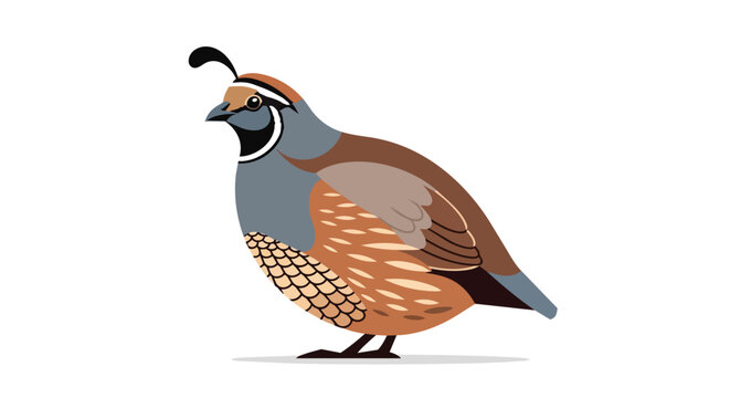 California Quail Bird Illustration Standing Isolated on White Background