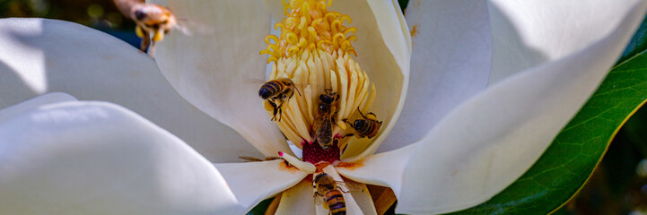 Bees gather nectar from white magnolia flowers during a sunny afternoon in a garden © Fleuronica