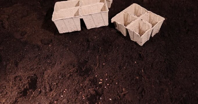 daikon seeds and earth-filled cardboard pots for seedlings with fertile brown soil, daikon seeds and paper disposable cups for seedlings filled with soil mixed with peat