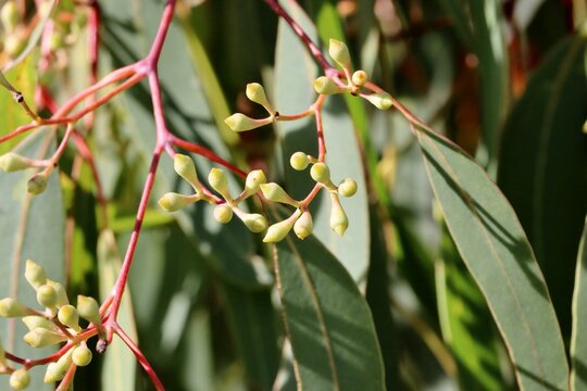 Flower buds of Pink Gum (Eucalyptus fasciculosa). Australian native tree