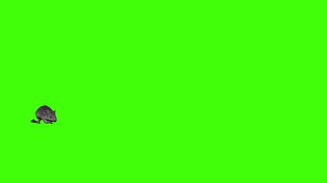 4k long tail Rat Rodents slowly walk. Enter on the left side and exit on the right side, animation isolated on Green Screen Animal, 3D Realistic mice, mouse fast walking rendering on the chroma key