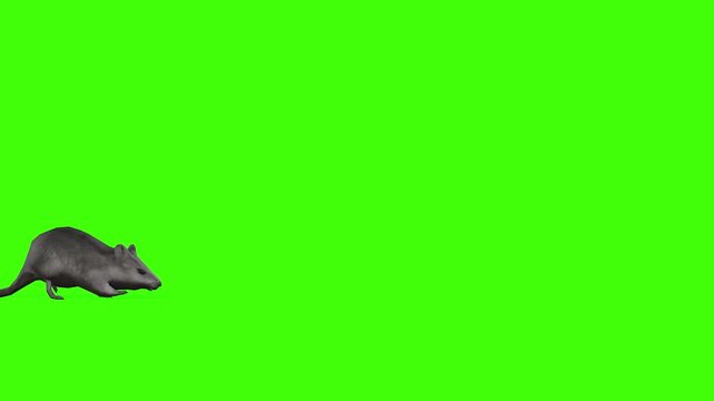 4k long tail Rat Rodents slowly walk. Enter on the left side and exit on the right side, animation isolated on Green Screen Animal, 3D Realistic mice, mouse fast walking rendering on the chroma key