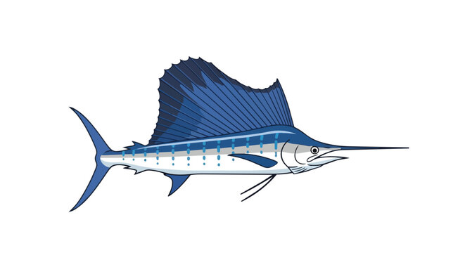 Atlantic Sailfish Illustration with Large Blue Fin and Long Bill Isolated on White