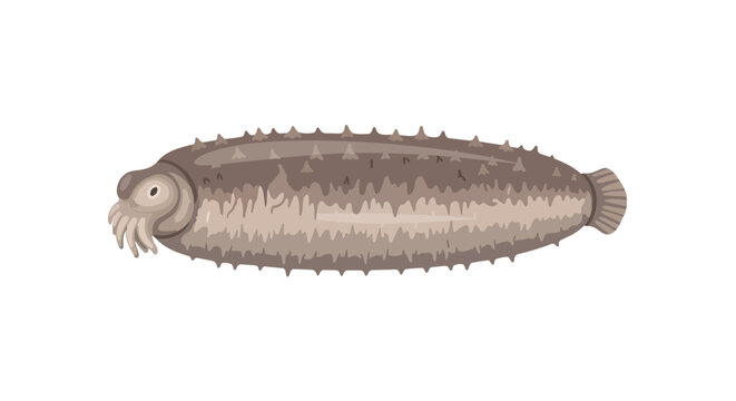 Sea Cucumber Illustration Isolated on White Background Marine Animal Design