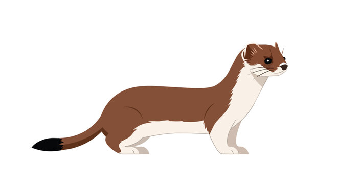 Stoat Short Tailed Weasel Ermine Illustration Brown and White Furry Animal Standing Side View Isolated on White