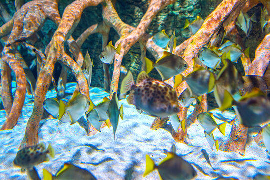 School of spotted scats and silver moonies swimming among tangled prop roots of a mangrove forest. Sunlight filters through the water, illuminating the fish against a sandy seabed