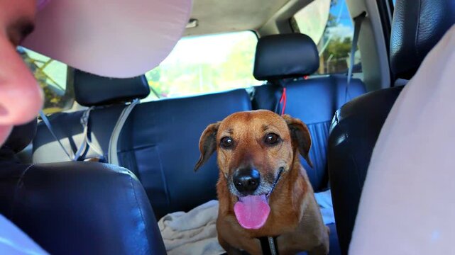 Adorable dogs traveling in a car on a sunny day