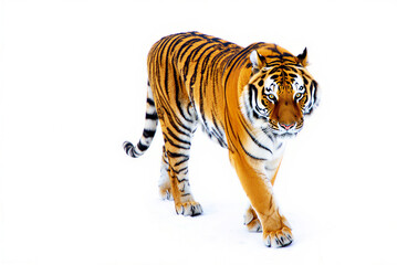 Obraz premium Majestic Siberian Tiger Walking Forward on Pristine White Snow with Intense Gaze