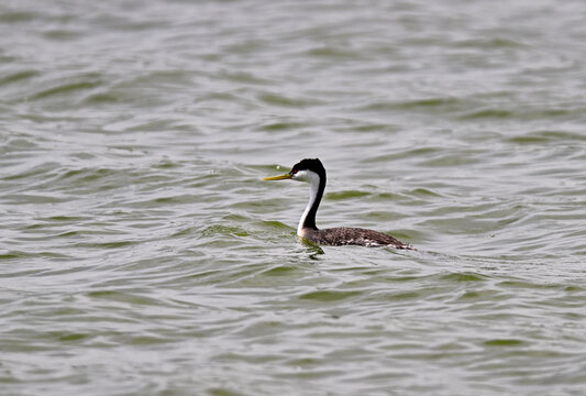  A Western grebe (Aechmophorus occidentalis) swimming in the water