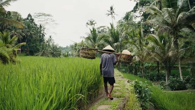 Indonesian farmer carrying baskets in bali rice field