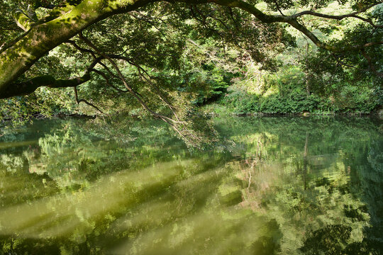 Mystical Sunlight Beams on a Deep Green Pond in Late Autumn
