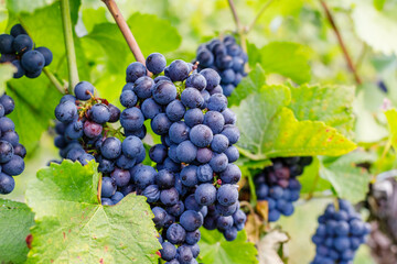Naklejka premium Bunches of dark purple grapes grow on vines in a vineyard on a sunny day during the harvest season