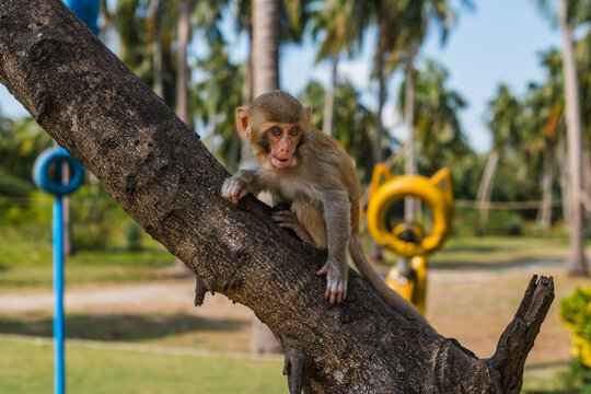 Young Rhesus Macaque Climbing a Tree Trunk
