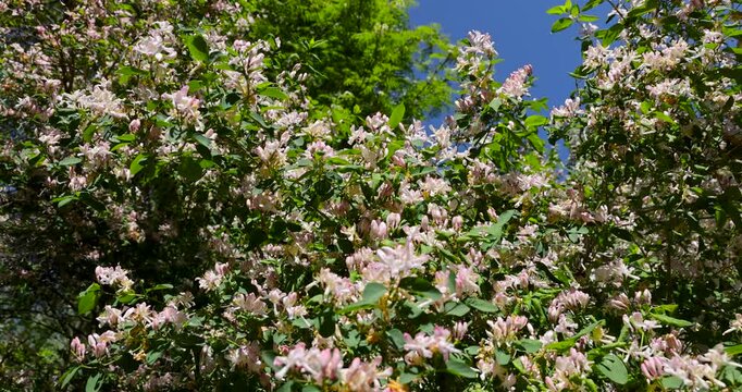 A flowering honeysuckle shrub in spring, a lush honeysuckle with pink and white flowers is represented as dense thickets under the open sky.