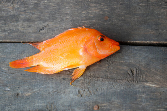 Freshly caught bright orange Red Devil Cichlid fish lying on a rustic wooden pier background