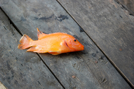 Freshly caught bright orange Red Devil Cichlid fish lying on a rustic wooden pier background