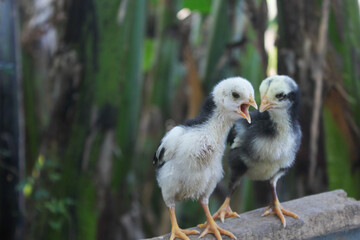 Obraz premium Black and white baby chicks perching on a fallen tree branch in the backyard