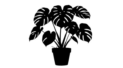 Black monstera plant in a pot © Top Vector