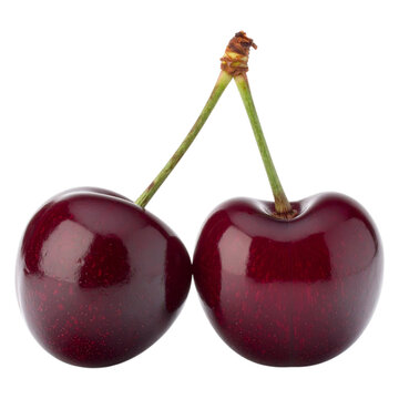 Two fresh dark red cherries with green stems and small leaf attached for healthy organic fruit concept and sweet dessert ingredient