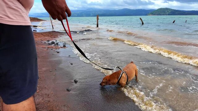 Small dog enjoying a refreshing walk in the lake water