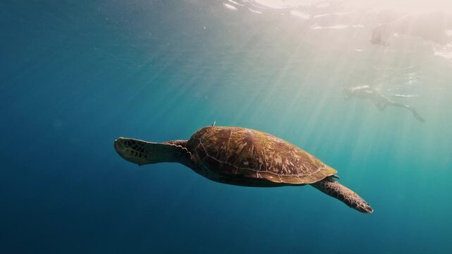 Cinematic Turtle slowly swimming relaxed empty clear blue ocean, woman freediver looking observe corals in open sea with sun rays. bali indonesia gili island underwater snorkel snorkelling marine life